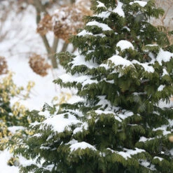 Soft Serve® False Cypress -Green Haven Shop Chamaecyparis Soft Serve 4