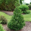 Cedar Rapids™ False Cypress -Green Haven Shop ChamaecyparisCedarRapidsP1184295 1080x1080 abf7add