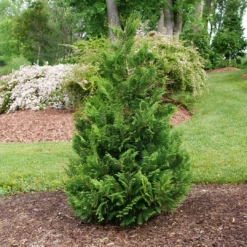 Cedar Rapids™ False Cypress -Green Haven Shop ChamaecyparisCedarRapidsP1184299 1080x1080 6a894e7