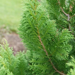 Cedar Rapids™ False Cypress -Green Haven Shop ChamaecyparisCedarRapidsP1184301 1080x1080 f31fac6