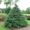 Haywire™ False Cypress -Green Haven Shop ChamaecyparisHaywireDSC03026LR