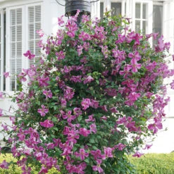 Pink Mink® Clematis 8 Pink Mink® Clematis -Green Haven Shop Clematis Pink Mink 3