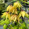 Funyella™ Clematis -Green Haven Shop ClematisFunyellaIMG 7302 800x800 102149d