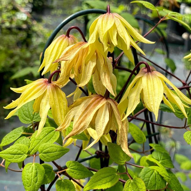 Funyella™ Clematis 3 Funyella™ Clematis