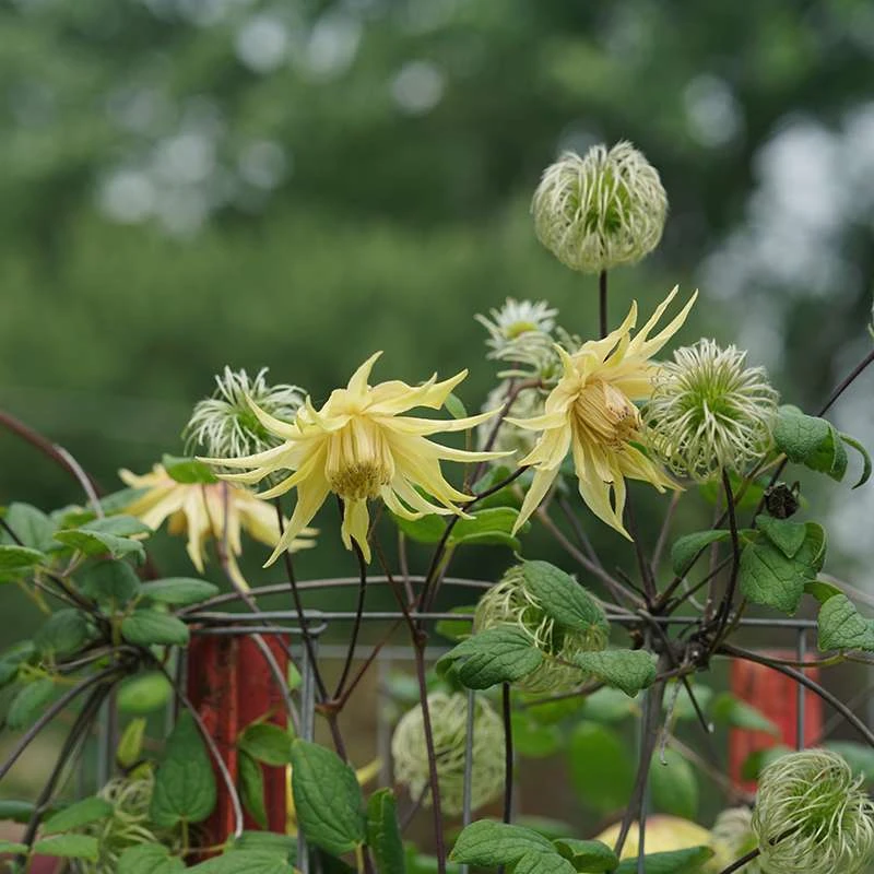 Funyella™ Clematis 5 Funyella™ Clematis - Image 3