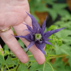 Sparky® Blue Clematis -Green Haven Shop Clematis Sparky Blue 2 P