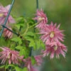 Sparky® Pink Clematis -Green Haven Shop Clematis Sparky Pink 1 P
