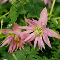 Sparky® Pink Clematis -Green Haven Shop Clematis Sparky Pink 2 P
