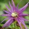 Sparky® Purple Clematis -Green Haven Shop Clematis Sparky Purple 2 P