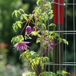 Sparky® Purple Clematis -Green Haven Shop Clematis Sparky Purple 3 P