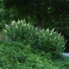 Sugartina® 'Crystalina' Summersweet -Green Haven Shop Clethra Sugartina Crystalina 1 P