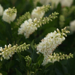 Sugartina® 'Crystalina' Summersweet -Green Haven Shop Clethra Sugartina Crystalina 3 P
