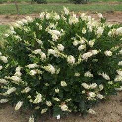 Sugartina® 'Crystalina' Summersweet -Green Haven Shop Clethra Sugartina Crystalina 5 P