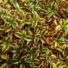 Waxwing™ Gold Mirror Bush -Green Haven Shop Coprosma Waxwing Gold 1