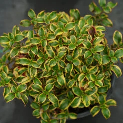 Waxwing™ Gold Mirror Bush -Green Haven Shop Coprosma Waxwing Gold 3
