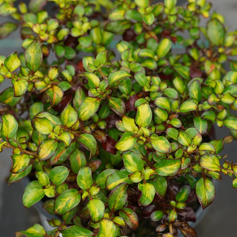 Waxwing™ Lime Mirror Bush 3 Waxwing™ Lime Mirror Bush