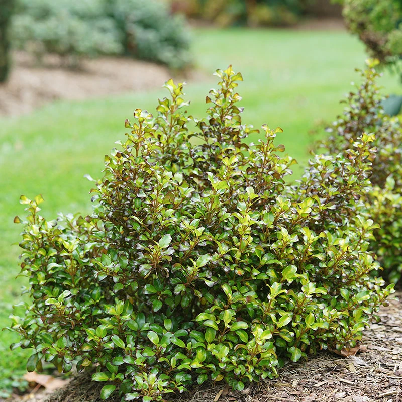 Waxwing™ Lime Mirror Bush 4 Waxwing™ Lime Mirror Bush - Image 2