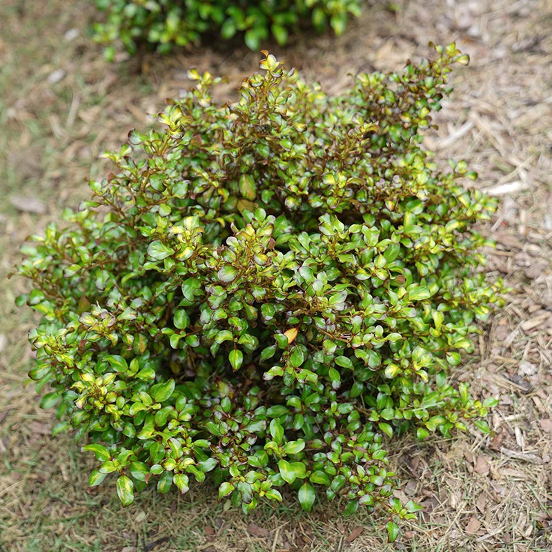 Waxwing™ Lime Mirror Bush 6 Waxwing™ Lime Mirror Bush - Image 4