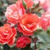 Coral Knock Out® Rose -Green Haven Shop CoralKnockOut