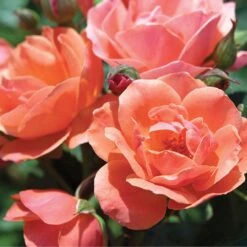 Coral Knock Out® Rose -Green Haven Shop CoralKnockOut 3