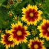 Uptick™ Gold & Bronze Tickseed -Green Haven Shop Coreopsis Uptick Gold Bronze 1 P