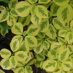 Golden Shadows® Pagoda Dogwood