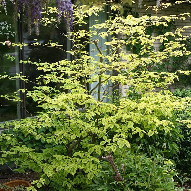 Golden Shadows® Pagoda Dogwood 4 Golden Shadows® Pagoda Dogwood - Image 2