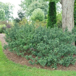 Pucker Up® Red-Twig Dogwood -Green Haven Shop Cornus Pucker Up 4