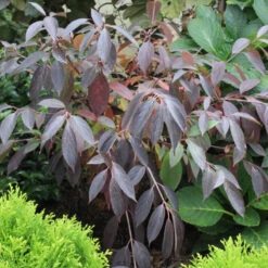Red Rover® Silky Dogwood -Green Haven Shop Cornus Red Rover 3