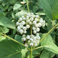 Arctic Fire® Yellow Red-Twig Dogwood -Green Haven Shop CornusArcticFireYellowIMG 036 1080x1080 e6a8233