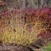 Arctic Fire® Yellow Red-Twig Dogwood