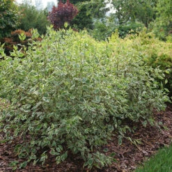 Sgt. Pepper™ Dogwood -Green Haven Shop Cornus Sgt Pepper P1225334