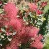 The Velvet Fog® Smokebush 2 The Velvet Fog® Smokebush -Green Haven Shop Cotinus The Velvet Fog 1