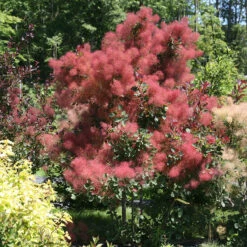The Velvet Fog® Smokebush -Green Haven Shop Cotinus The Velvet Fog 2