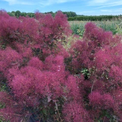 The Velvet Fog® Smokebush -Green Haven Shop Cotinus The Velvet Fog 3
