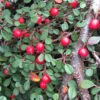 Little Dipper® Cotoneaster -Green Haven Shop Cotoneaster Little Dipper 1