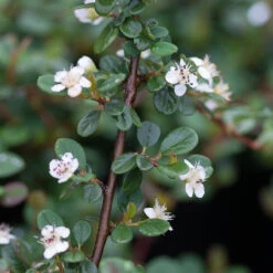 Little Dipper® Cotoneaster 7 Little Dipper® Cotoneaster -Green Haven Shop Cotoneaster Little Dipper 2