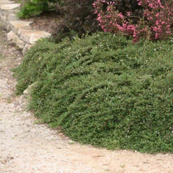 Little Dipper® Cotoneaster 8 Little Dipper® Cotoneaster -Green Haven Shop Cotoneaster Little Dipper 3