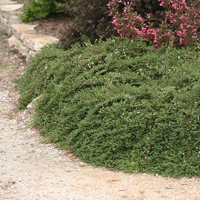 Little Dipper® Cotoneaster 5 Little Dipper® Cotoneaster - Image 3