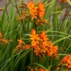 'Firestarter' Montbretia -Green Haven Shop CrocosmiaFirestarsFirestarter