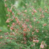 Sister Rosie® Scotch Broom -Green Haven Shop Cytisus Siste Rosie 1 P