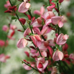 Sister Rosie® Scotch Broom -Green Haven Shop Cytisus Siste Rosie 3 P