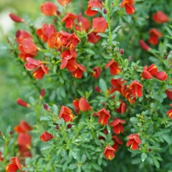 Sister Redhead® Scotch Broom -Green Haven Shop Cytisus Sister Redhead 3 P