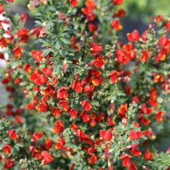 Sister Redhead® Scotch Broom -Green Haven Shop Cytisus Sister Redhead 4 P