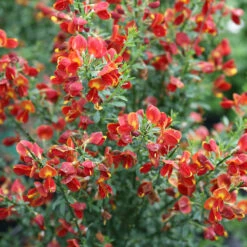 Sister Redhead® Scotch Broom -Green Haven Shop Cytisus Sister Redhead 5 P