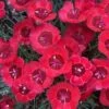 'Eastern Star' Dianthus 1 'Eastern Star' Dianthus -Green Haven Shop DIAES1Q 1 sw