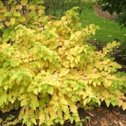 Arctic Sun® Dogwood -Green Haven Shop DOGASSQ 8c5f8373 3020 41a5 986b 7ce7620eab6a sw