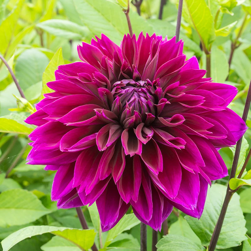 'Thomas A. Edison' Dahlia 4 'Thomas A. Edison' Dahlia - Image 2