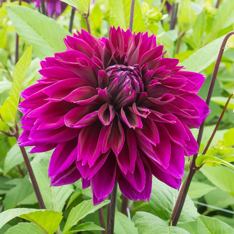 'Thomas A. Edison' Dahlia 5 'Thomas A. Edison' Dahlia - Image 3