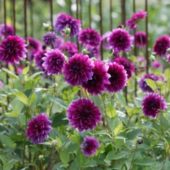 'Thomas A. Edison' Dahlia